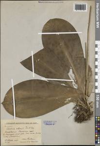 Клинтония удская Trautv. & C.A.Mey., Сибирь, Дальний Восток (S6) (Россия)