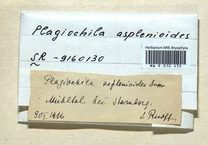Plagiochila asplenioides (L.) Dumort., Гербарий мохообразных, Мхи - Западная Европа (BEu) (Германия)