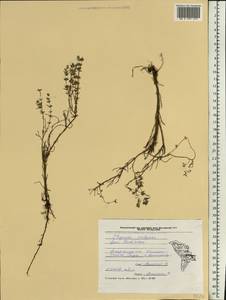 Чабрец, Восточная Европа, Молдавия (E13a) (Молдавия)