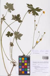 Ranunculus acris subsp. acris, Восточная Европа, Центральный лесостепной район (E6) (Россия)