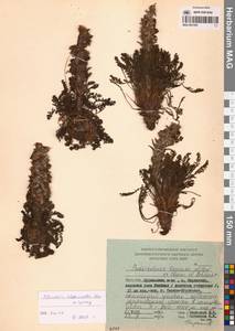 Мытник лисохвостый Steven ex Spreng., Сибирь, Дальний Восток (S6) (Россия)