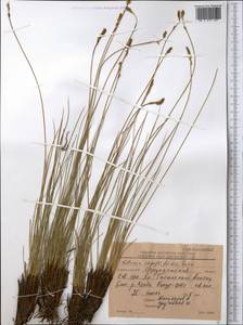 Carex capillifolia (Decne.) S.R.Zhang, Средняя Азия и Казахстан, Северный и Центральный Тянь-Шань (M4) (Киргизия)