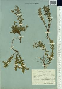 Истод сибирский L., Сибирь, Якутия (S5) (Россия)