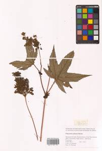 Filipendula digitata (Willd.) Bergmans, Сибирь, Дальний Восток (S6) (Россия)