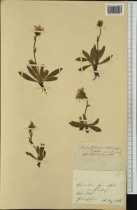 Hieracium valdepilosum subsp. oligophyllum (Nägeli & Peter) Zahn, Западная Европа (EUR) (Швейцария)
