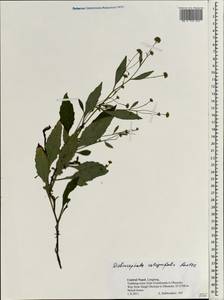 Дихроцефала цельнолистная (L. fil.) Kuntze, Зарубежная Азия (ASIA) (Непал)