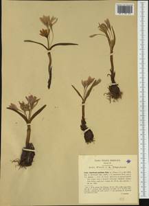 Colchicum pusillum Sieber, Западная Европа (EUR) (Италия)