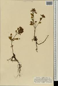 Очиток гибридный (L.) 't Hart, Монголия (MONG) (Монголия)