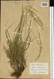 Lolium pratense (Huds.) Darbysh., Восточная Европа, Восточный район (E10) (Россия)