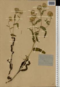 Pentanema britannicum (L.) D.Gut.Larr., Santos-Vicente, Anderb., E.Rico & M.M.Mart.Ort., Восточная Европа, Северный район (E1) (Россия)