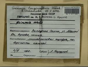 Grimmia longirostris Hook., Гербарий мохообразных, Мхи - Красноярский край, Тыва и Хакасия (B17) (Россия)