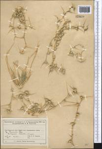 Sporobolus aculeatus (L.) P.M.Peterson, Средняя Азия и Казахстан, Муюнкумы, Прибалхашье и Бетпак-Дала (M9) (Казахстан)