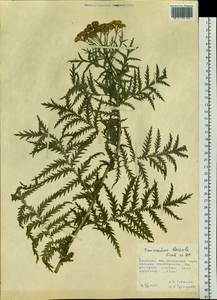 Tanacetum vulgare subsp. vulgare, Сибирь, Дальний Восток (S6) (Россия)