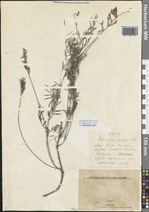 Астрагал пёстрый, Восточная Европа, Центральный лесостепной район (E6) (Россия)
