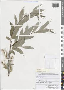 Ива белая, Ветла L., Кавказ, Северная Осетия, Ингушетия и Чечня (K1c) (Россия)