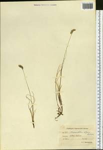Anthoxanthum monticola (Bigelow) Veldkamp, Сибирь, Чукотка и Камчатка (S7) (Россия)
