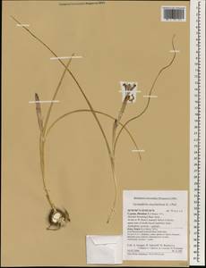 Морея голубоглазковая (L.) Ker Gawl., Зарубежная Азия (ASIA) (Кипр)