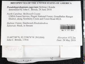 Pseudohygrohypnum eugyrium (Schimp.) Kanda, Гербарий мохообразных, Мхи - Америка (BAm) (США)