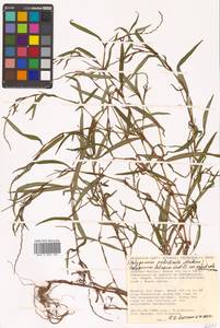 Persicaria foliosa var. paludicola (Makino) H. Hara, Сибирь, Дальний Восток (S6) (Россия)