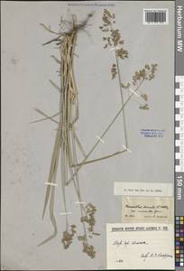 Anthoxanthum nitens (Weber) Y.Schouten & Veldkamp, Сибирь, Западная Сибирь (S1) (Россия)