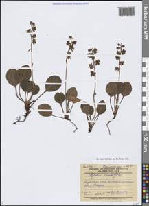 Грушанка крупноцветковая Radius, Сибирь, Якутия (S5) (Россия)