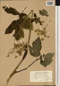 Борщевик обыкновенный L., Восточная Европа, Западно-Украинский район (E13) (Украина)