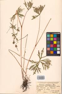 Герань побегоносная Kom., Сибирь, Дальний Восток (S6) (Россия)