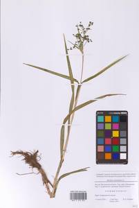 Камыш лесной L., Восточная Европа, Московская область и Москва (E4a) (Россия)