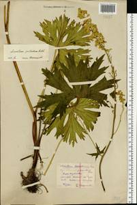 Aconitum lycoctonum subsp. lasiostomum (Rchb.) Warncke, Восточная Европа, Центральный район (E4) (Россия)
