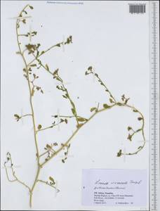 Limeum viscosum, Африка (AFR) (Намибия)