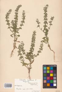 MHA 0 155 584, Железница горная L., Восточная Европа, Южно-Украинский район (E12) (Украина)