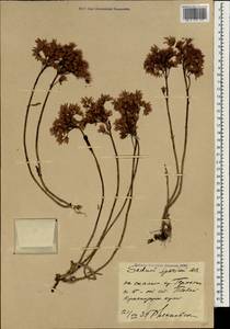 Phedimus spurius subsp. spurius, Кавказ, Краснодарский край и Адыгея (K1a) (Россия)