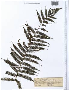 Cyathea manniana Hook., Африка (AFR) (Эфиопия)
