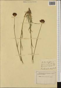 Dianthus bessarabicus (Kleopov) Klokov, Западная Европа (EUR)