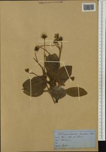 Hieracium tomentosum (L.) L., Западная Европа (EUR) (Швейцария)