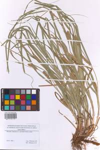 Осока мохнатая, Осока коротковолосистая L., Восточная Европа, Московская область и Москва (E4a) (Россия)