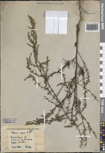 Полынь веничная, Полынь метельчатая Waldst. & Kit., Средняя Азия и Казахстан, Западный Тянь-Шань и Каратау (M3) (Киргизия)