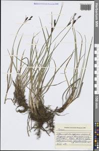 Осока, Западная Европа (EUR) (Болгария)