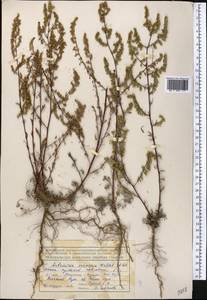 Полынь веничная, Полынь метельчатая Waldst. & Kit., Средняя Азия и Казахстан, Северный и Центральный Тянь-Шань (M4) (Киргизия)