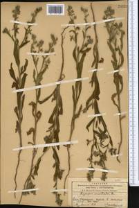 Кривоцвет восточный (L.) Kusn., Средняя Азия и Казахстан, Западный Тянь-Шань и Каратау (M3) (Казахстан)