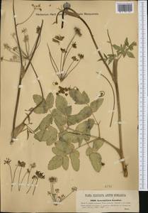 Laserpitium krapfii subsp. gaudinii (Moretti) Thell., Западная Европа (EUR) (Италия)