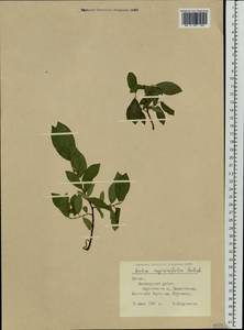 Ива мирзинолистная, Ива чернеющая Salisb., Восточная Европа, Латвия (E2b) (Латвия)