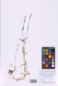 Звездчатка злаковая, Звездчатка злаковидная L., Восточная Европа, Московская область и Москва (E4a) (Россия)