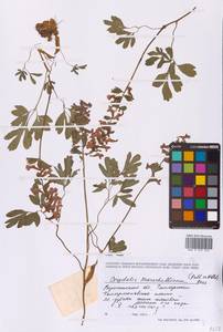 Хохлатка полая (L.) Schweigg. & Körte, Восточная Европа, Центральный лесостепной район (E6) (Россия)