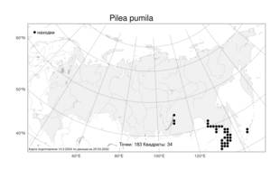 Pilea pumila, Пилея монгольская (L.) A. Gray, Атлас флоры России (FLORUS) (Россия)