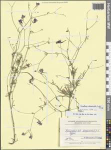Delphinium consolida subsp. divaricatum (Ledeb.) A.Nyár., Кавказ, Армения (K5) (Армения)