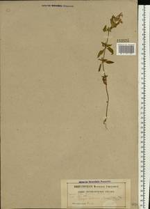 Пикульник ладанниковый L., Восточная Европа, Белоруссия (E3a) (Белоруссия)