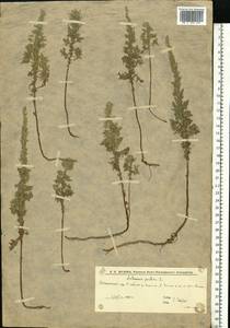 Полынь понтийская L., Восточная Европа, Нижневолжский район (E9) (Россия)