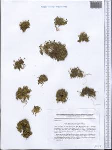 Минуарция прямая (Sw.) Rchb., Средняя Азия и Казахстан, Северный и Центральный Тянь-Шань (M4) (Киргизия)
