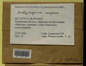 Amblystegium serpens (Hedw.) Schimp., Гербарий мохообразных, Мхи - Западная Сибирь (включая Алтай) (B15) (Россия)